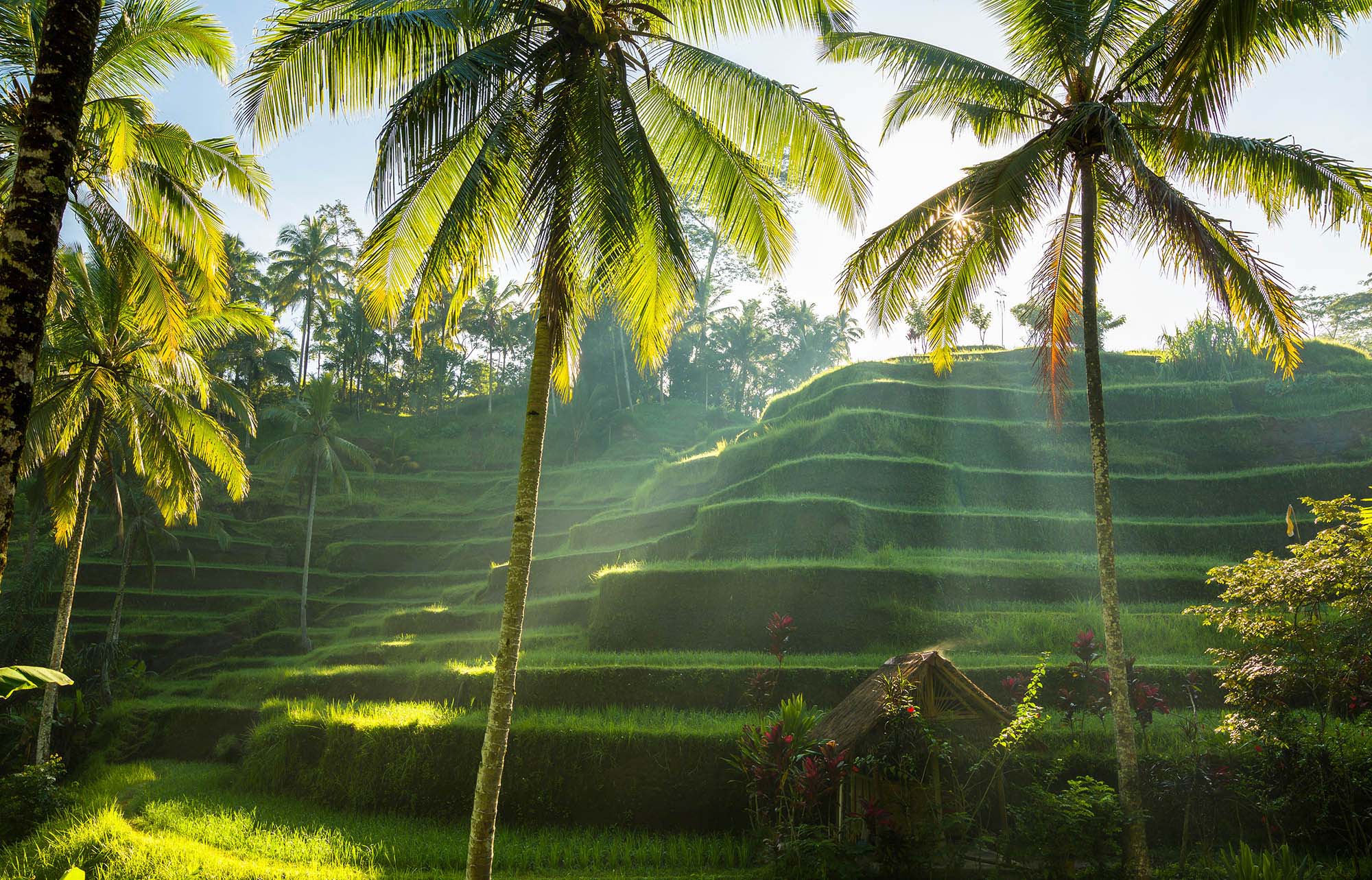 The Tegallalang Rice Terraces, located in Bali